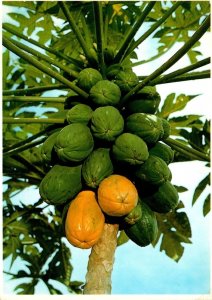 Hawaii Papaya Tree Bearing Fruit
