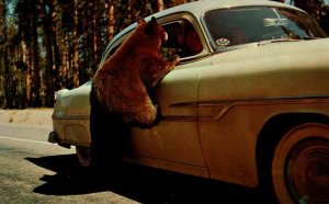 Bear on Old Car Yellowstone Wyoming WY Vintage Postcard
