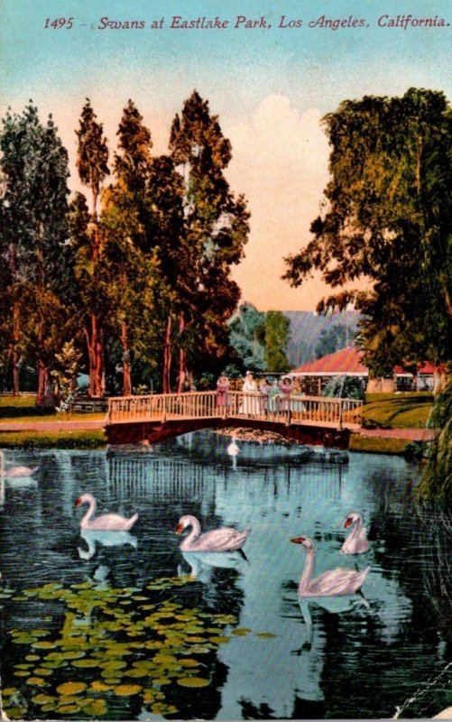 California Los Angeles Swans At Eastlake Park 1913