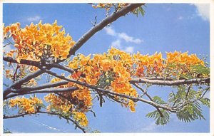Golden Poinciana Flowers Jamaica Unused 