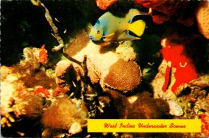 West Indies Underwater Scenes Queen Angelfish and Corals 1978