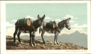 Donkeys Mules Carry Kegs of Beer? A TEMPERANCE OUTFIT c1905 Postcard