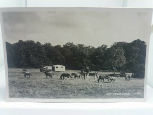 Vintage Rp Postcard Camping with New Forest Ponies 1960 Posted Real Photo Rppc