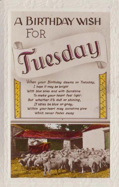 Herd Of Sheep Farm Farming Tuesday Birthday Antique Cart Birthday Photo Postcard