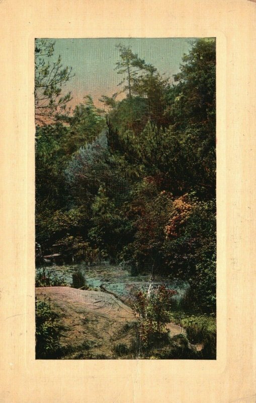 Vintage Postcard 1910 Forest View of Stream and Rock