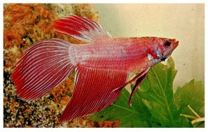 Siamese Fighting Fish