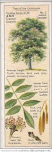 Typhoo Tea Vintage Trade Card Trees Of The Countryside 1936 No 2 Ash