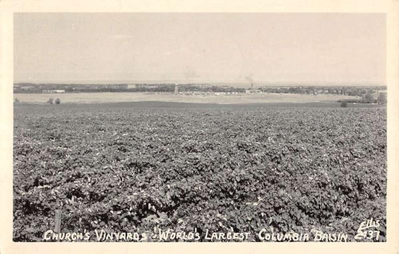 Columbia Baisin Washington Churchs Vineyard Real Photo Antique Postcard K97127