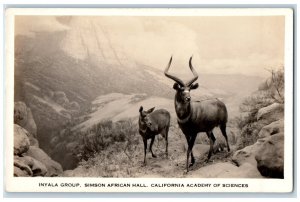 Inyala Group Simson African Hall California Academy Science RPPC Photo Postcard