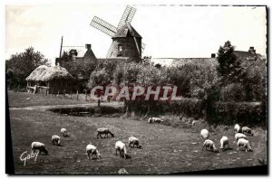 Modern Postcard Mount Dol Moulin du Tertre Sheep