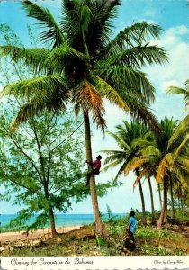 Bahamas Bahamian Climbing For Coconuts