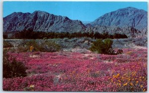 M-102759 California-Arizona Desert in Bloom USA