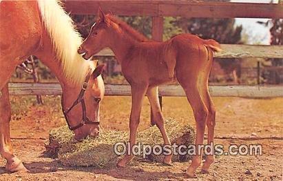 Baby Free Lance Photographers Guild, Inc Unused 