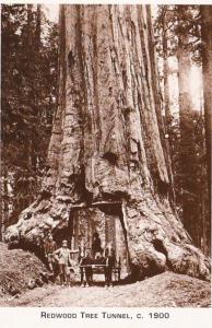 Redwood Trees Tunnel Northern California Circa 1900