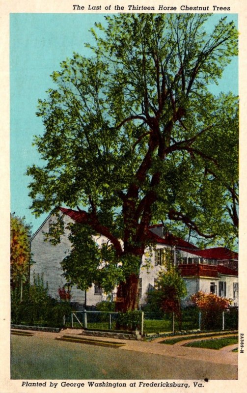 Virginia Fredericksburg The Last Of The Thirteen Horse Chestnut Trees Planted...