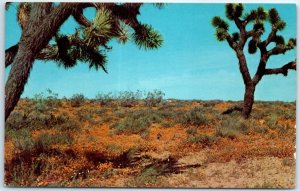 Postcard - Spring On The Desert