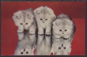 Hello There,Kittens Postcard 