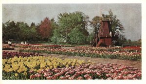 Vintage Postcard Tulip Time Holland Michigan Windmill Flowers Mini Netherlands