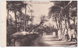 ALGERIA, 1900-1910's; Dans La Palmeraie