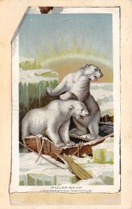 Polar Bear Bear Unused 