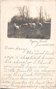 J54/ Dyer Indiana RPPC Postcard c1910 Sheep Farm Animals  304