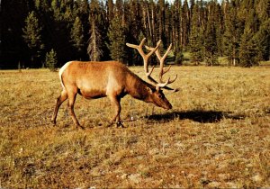 Yellowstone National Park Bull Elk Wapiti 1981