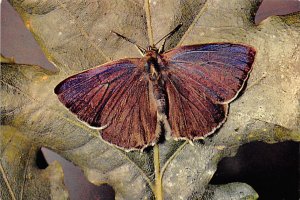 Maple purple hairstreak Butterflies Unused 