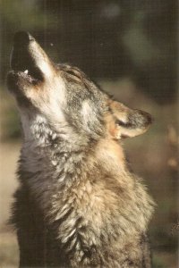 Iberian wolf howling Nice modeern Spanish photo postcard