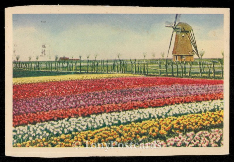 Dutch Flower-Fields