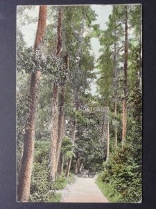 Hampshire: LIPHOOK The Hanger c1906 Pub by Emm's Series