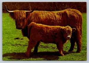 Highland Cattle of Scotland 4x6 Postcard 1824