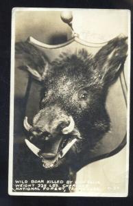 RPPC CHEROKEE NATIONAL FOREST TENNESSEE TELLICO PLAINS WILD BOAR POSTCARD