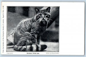 England Postcard British Wild Cat from Zoological Society of London c1910