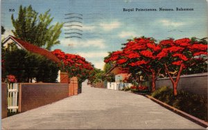 Vtg Royal Poincianasas Nassau Bahamas Poinciana Regia Linen Postcard