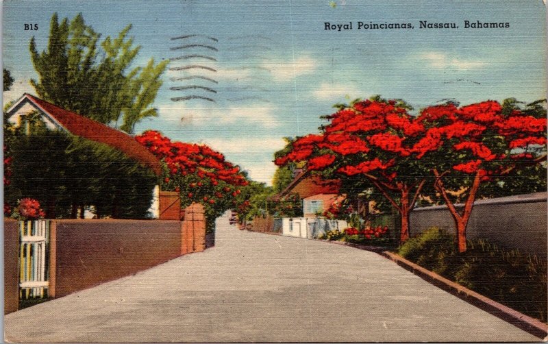 Vtg Royal Poincianasas Nassau Bahamas Poinciana Regia Linen Postcard