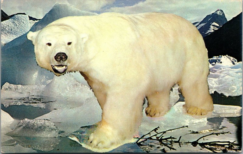 Vtg 1950s The Alaskan Polar Bear Unused Chrome Postcard