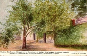 California Santa Rosa Luther Burbank's Grounds 1908