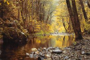 Autumn in California - 