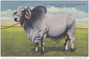 Florida Grand Champion Brahman Bull Emperor Curteich