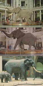 African Elephant in Spanish London Natural History Museum 3x Postcard s