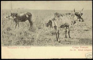 French Congo, Bétail Indigene, Cows (ca. 1899) 