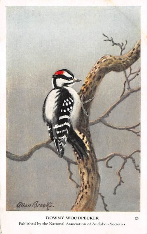 Downy Woodpecker Artist Allan Brooks, Non  Backing Bird Non  Backing Unused 