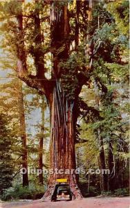 Chandelier Drive Thru Tree Redwood Highway, California, USA Logging, Timber U...