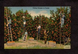 FL Men with Ladders picking Oranges in Florida Postcard US PC