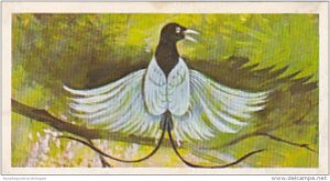 Brooke Bond Vintage Trade Card Wonders Of Wildlife 1976 No 41 Bird Of Paradis...