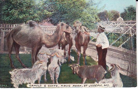 Missouri - Camels & Goats, Krug Park, St. Joseph