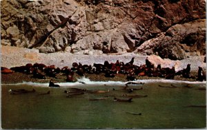 Vtg Seal Rocks near Avalon Sea Lions Santa Catalina Island California Postcard