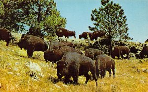 Buffaloes, Custer State Park Black Hill, South Dakota, USA Buffalo Unused 