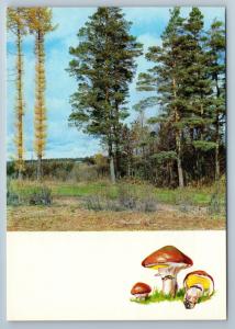 1971 MUSHROOMS of the Russian Forest Landscape Tree Lot 16 Postcards in Folder