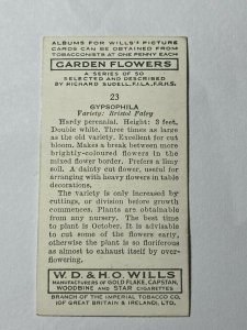 CIGARETTE CARD - WILLS GARDEN FLOWERS #23 GYPSOPHILA    (UU02)